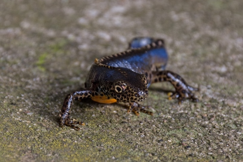 Tritone alpestre